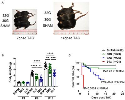 A Neonatal Mouse Model for Pressure Overload: Myocardial Response Corresponds to Severity